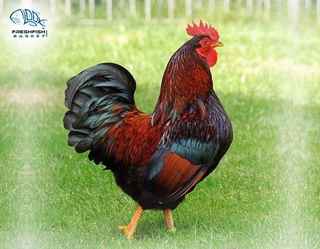Illustration for article titled Get Your Hands on Premium Quality Pure Country Chicken Meat, Online in Delhi Ncr